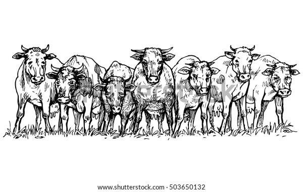 herd-cows-meadow-vector-illustration-600w-503650132.jpg